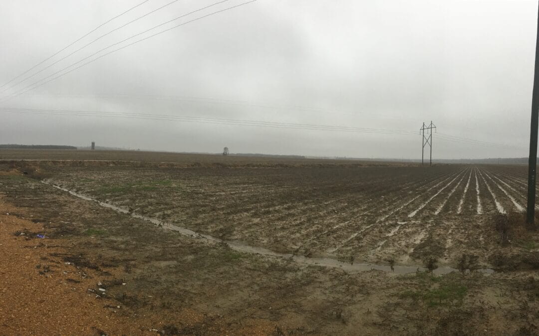 Deep Roots in the Delta Farm Press